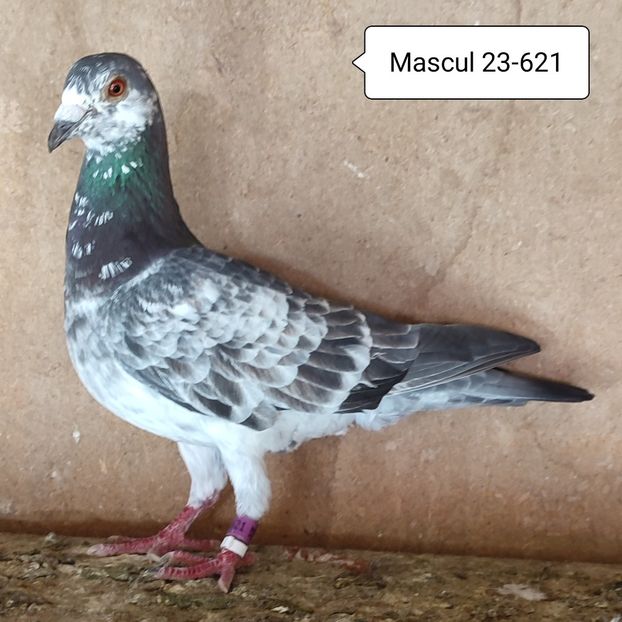 Mascul 23-621 - Cuci