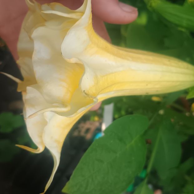  - aaPlante ornamentale disponibile