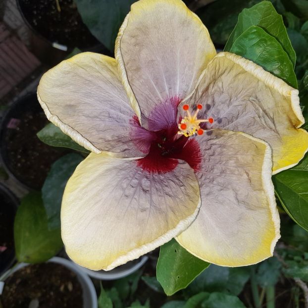 26.06.2025 - HIBISCUSI 2025-3