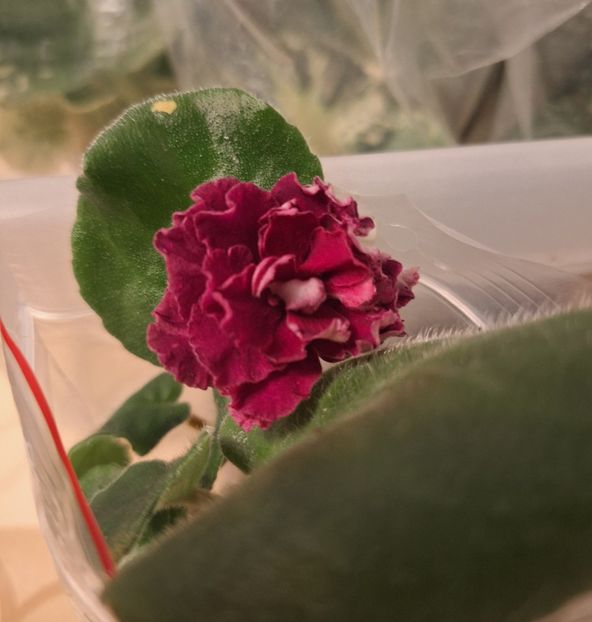  - KZ-Vtoroy Medoriy Mesiat