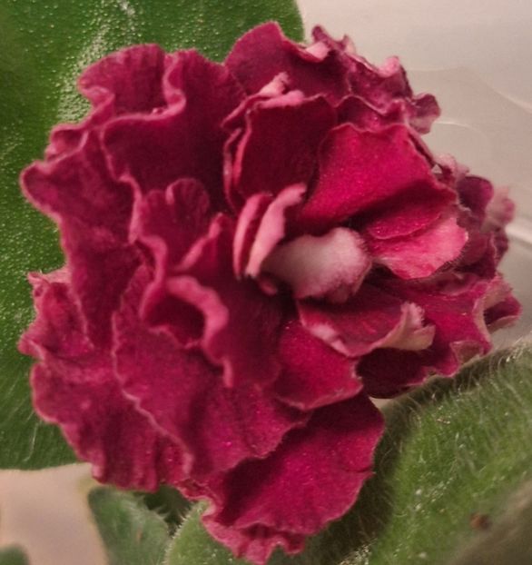  - KZ-Vtoroy Medoriy Mesiat