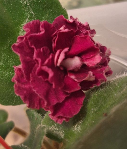  - KZ-Vtoroy Medoriy Mesiat