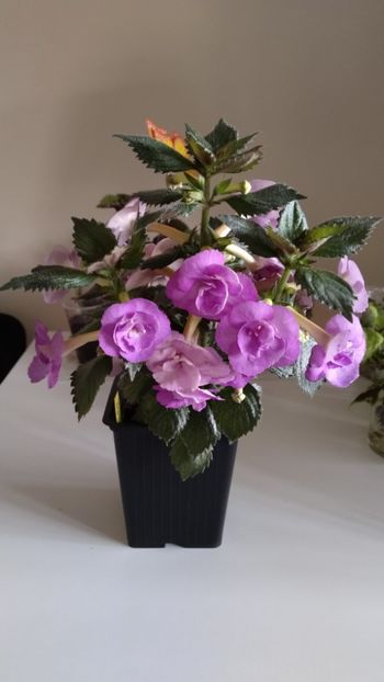  - 2025-LAVENDER ENGLISE ROSE