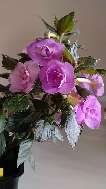  - 2025-LAVENDER ENGLISE ROSE