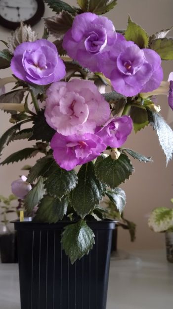  - 2025-LAVENDER ENGLISE ROSE