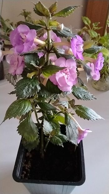  - 2025-LAVENDER ENGLISE ROSE