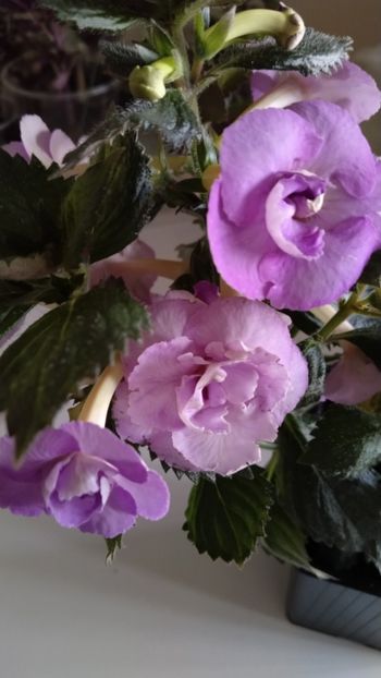  - 2025-LAVENDER ENGLISE ROSE