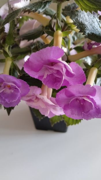  - 2025-LAVENDER ENGLISE ROSE