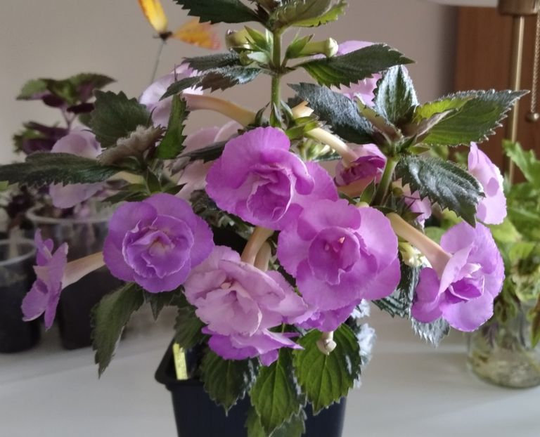  - 2025-LAVENDER ENGLISE ROSE