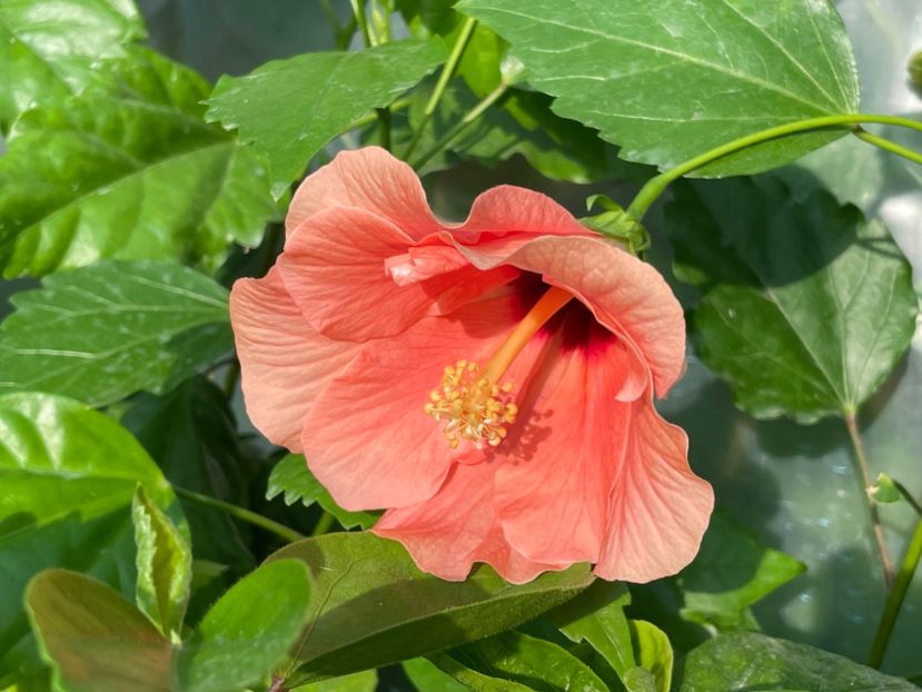  - 0006 - Hibiscusi 2025 - 1