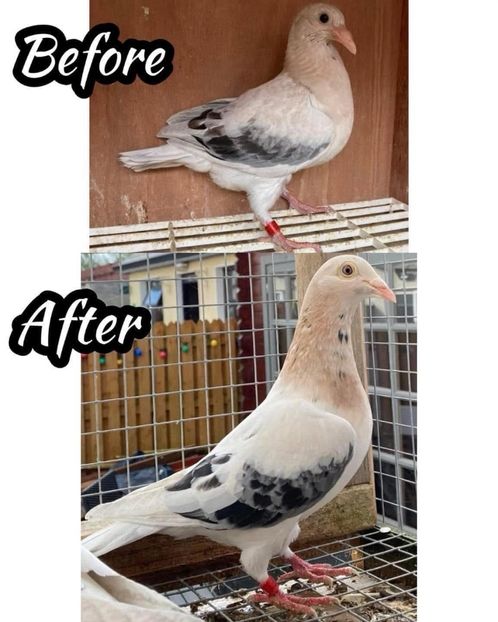  - Nu îmi aparțin 9