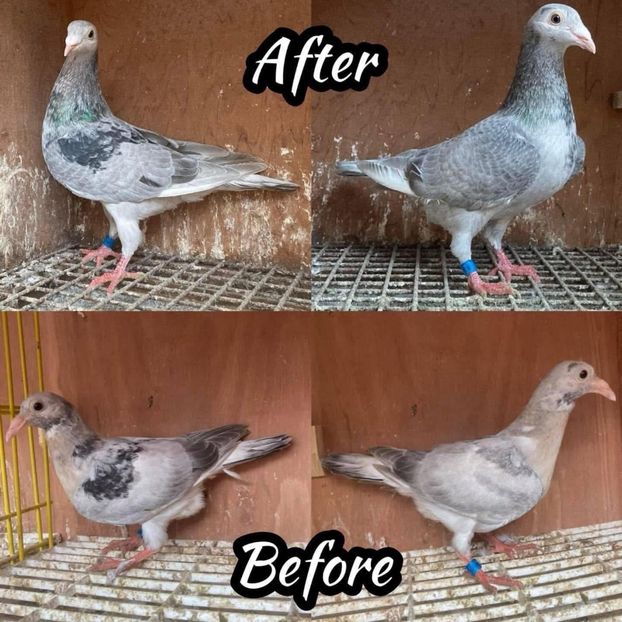  - Nu îmi aparțin 9