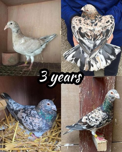  - Nu îmi aparțin 9