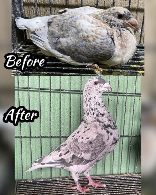  - Nu îmi aparțin 9