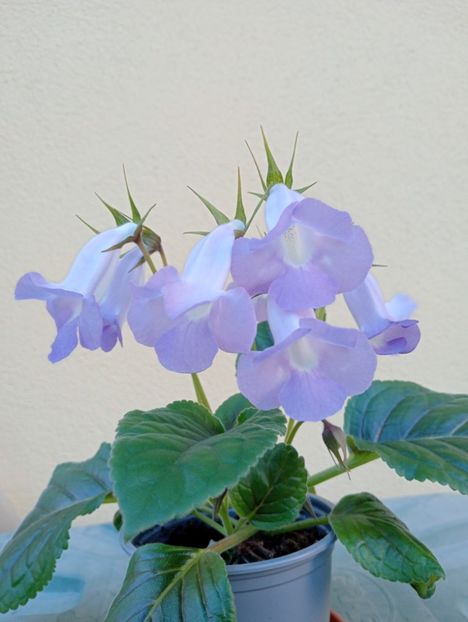  - Sinningia Bleu Ciel