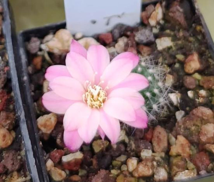 Aylostera Blessing- Southfield Nursery - Aylostera Blessing- Southfield Nursery