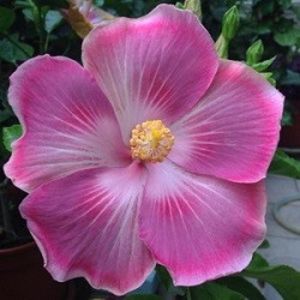 Payuan Strawberry Jelly - Payuan Nausicaa