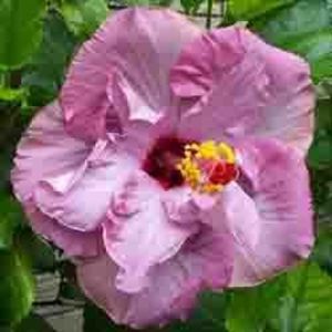 Isobel Beard - Payuan Nausicaa