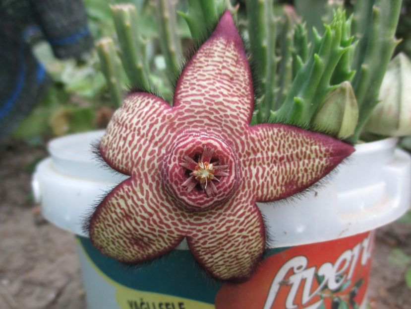 Stapelia hibrid (mutabilis) - Steaua serifului