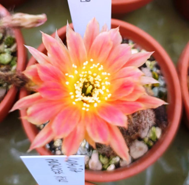 JP219 - Lobivia hb JP219