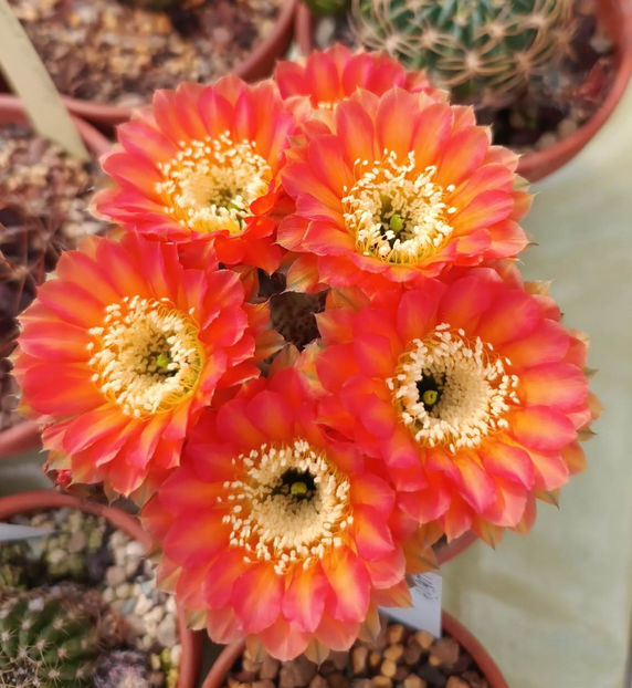 Lobivia sublimiflora - Lobivia sublimiflora