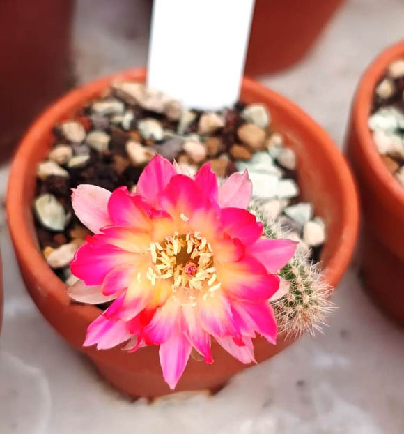 Ch 17.8.112 - Chamaecereus Pan 17 8 112