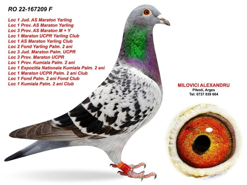 Originală Milovici 50%Matei Dan - Rezultate