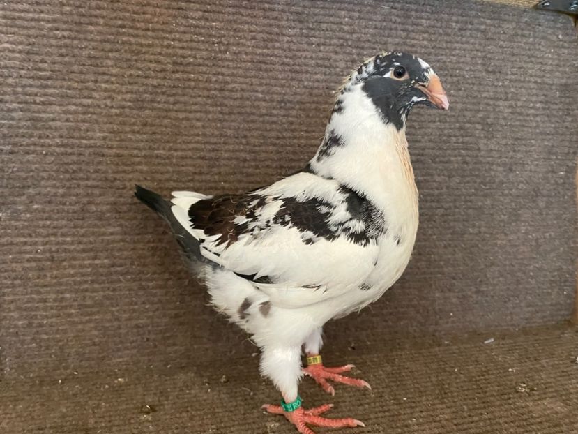 0-1 RO  25 - 8363 - Pui 2025