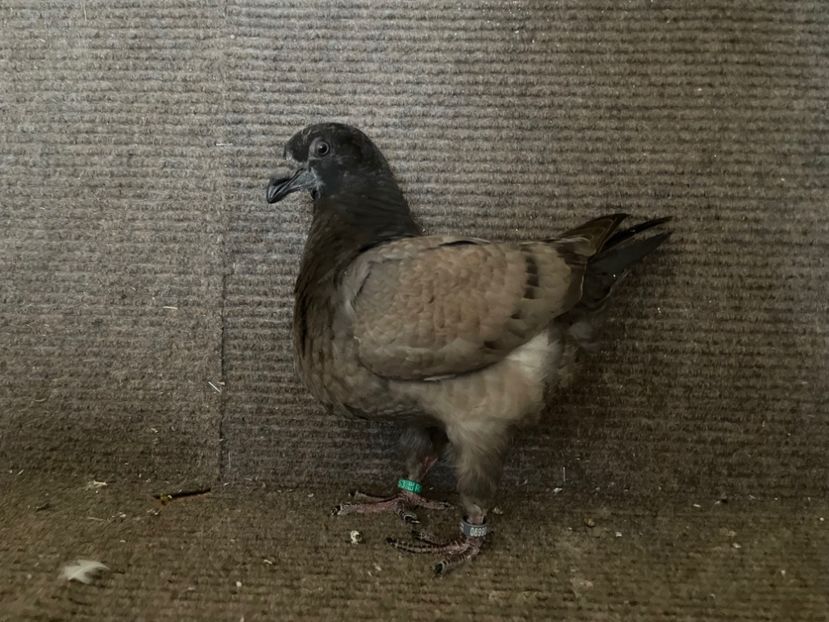 1-0 RO 24 - 8353 - Pui 2025