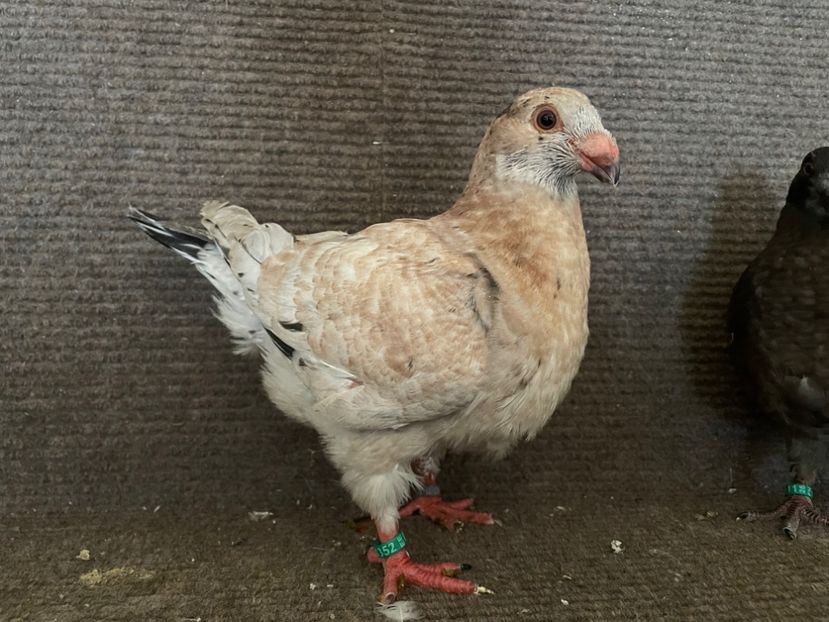 0 - 1 RO 25  - 8352 - Pui 2025