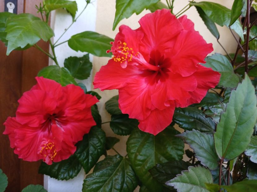  - Balsam pentru suflet