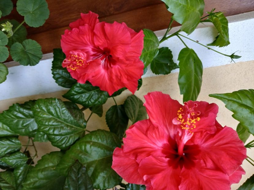  - Balsam pentru suflet