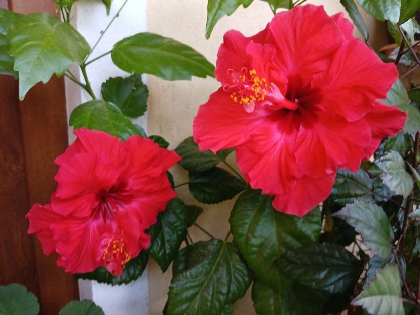  - Balsam pentru suflet