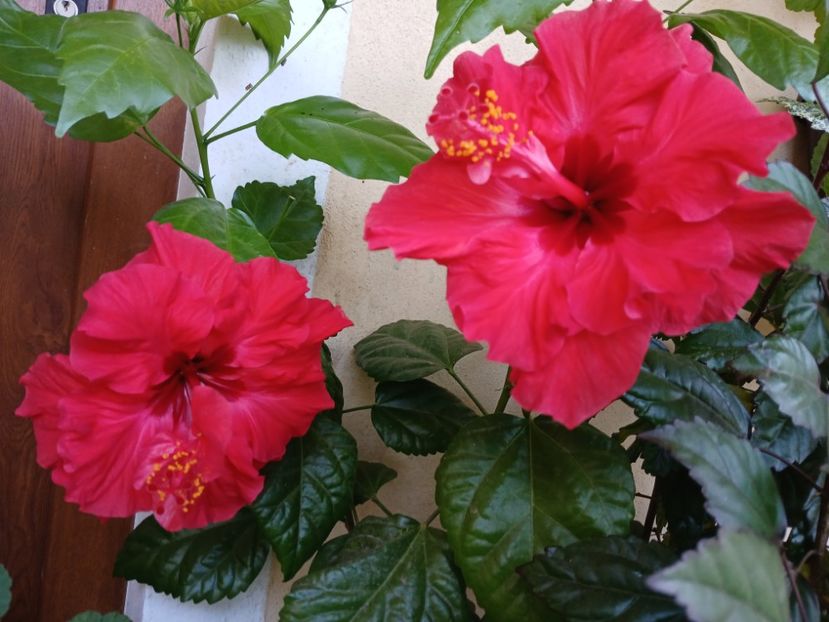  - Balsam pentru suflet