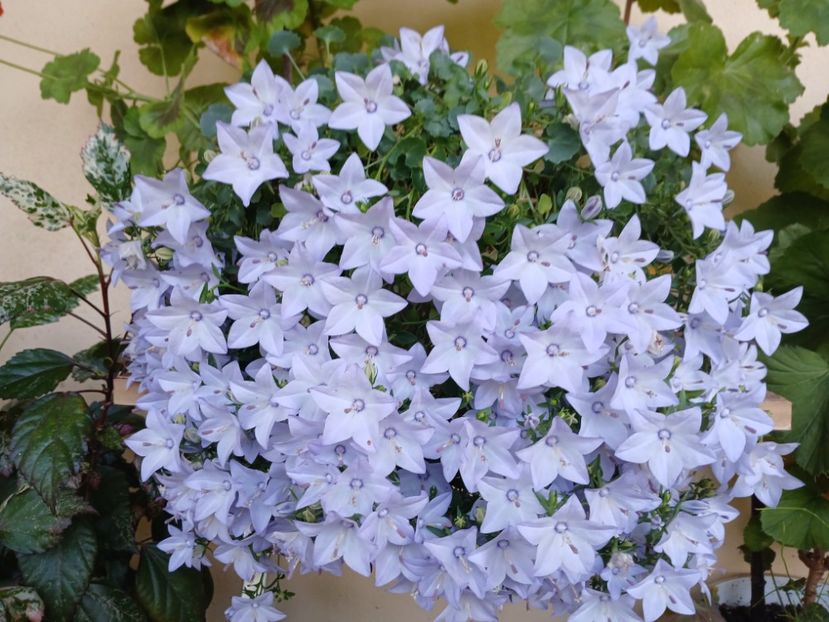  - Campanula