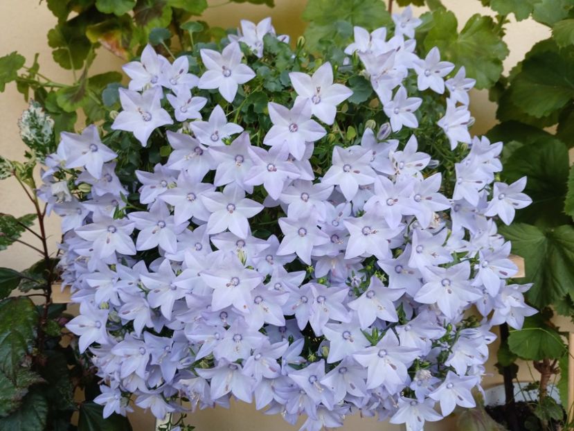  - Campanula