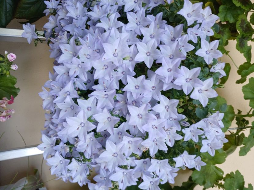  - Campanula