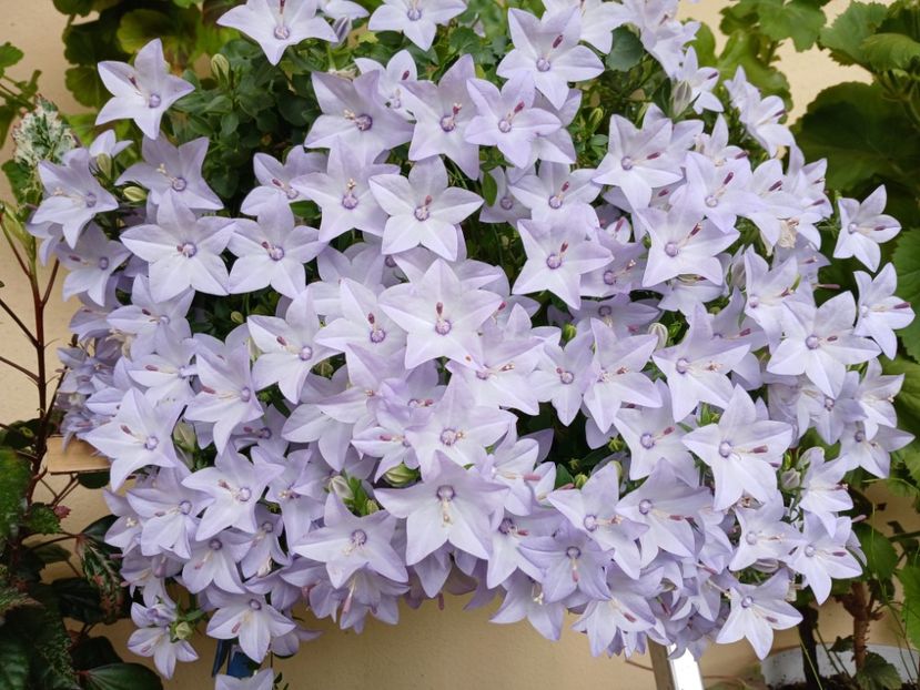 - Campanula