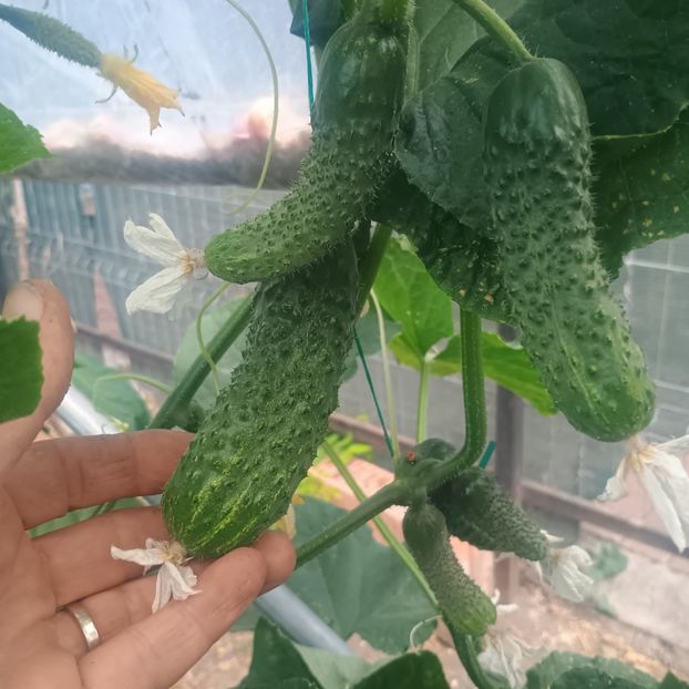  - Gradina legume 2025