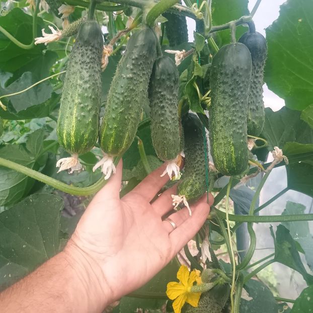  - Gradina legume 2025