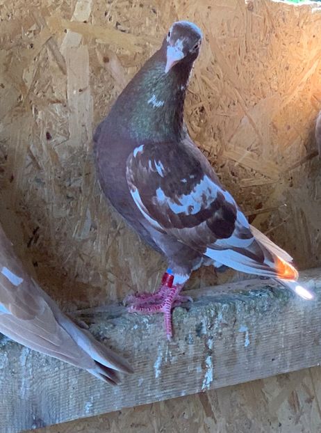  - Matca meulemans roșu