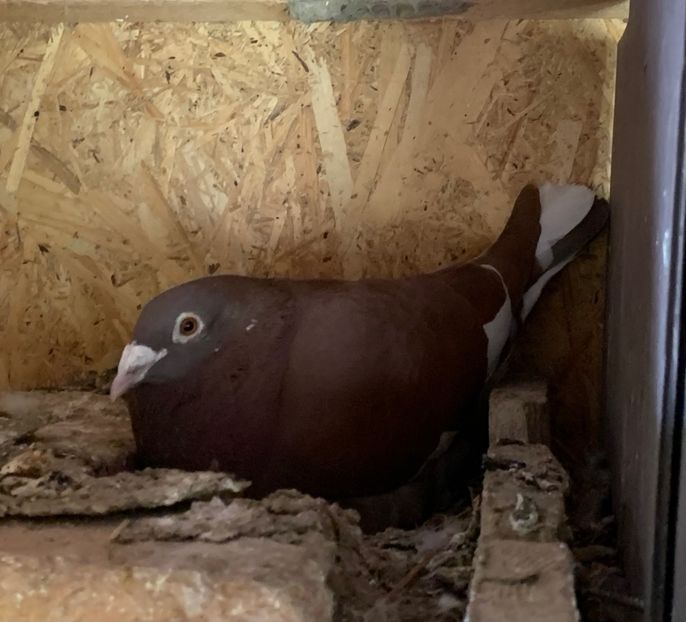  - Matca meulemans roșu