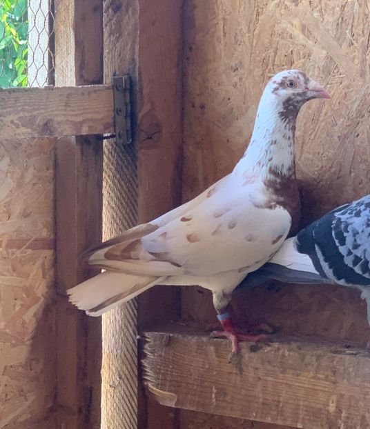  - Matca meulemans roșu