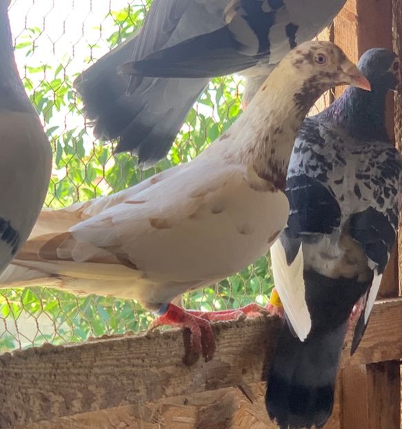  - Matca meulemans roșu