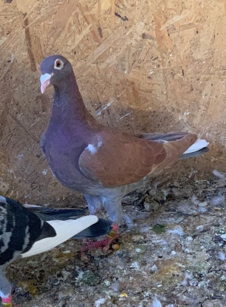  - Matca meulemans roșu