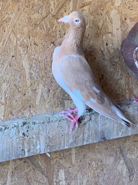  - Matca Meulemans galben