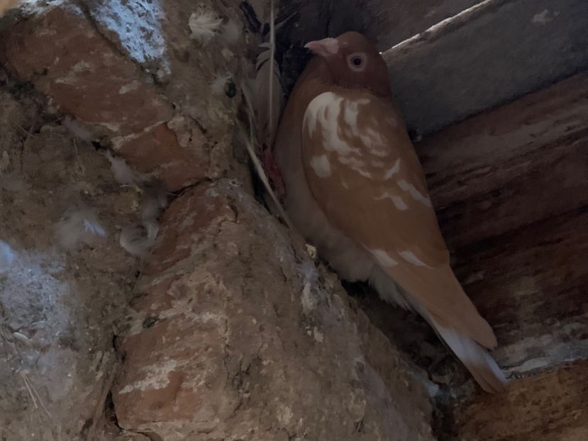  - Matca Meulemans galben