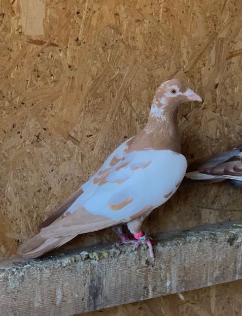  - Matca Meulemans galben