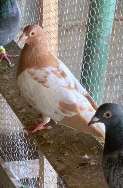  - Matca Meulemans galben