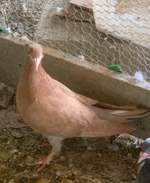  - Matca Meulemans galben